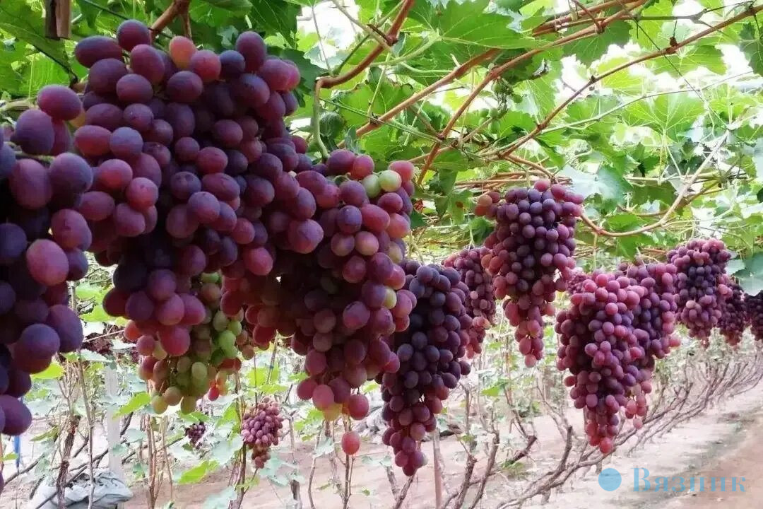 Бессмертную песню великого барда Булата Окуджавы «Виноградная косточка поёт Евгений Виноградов...